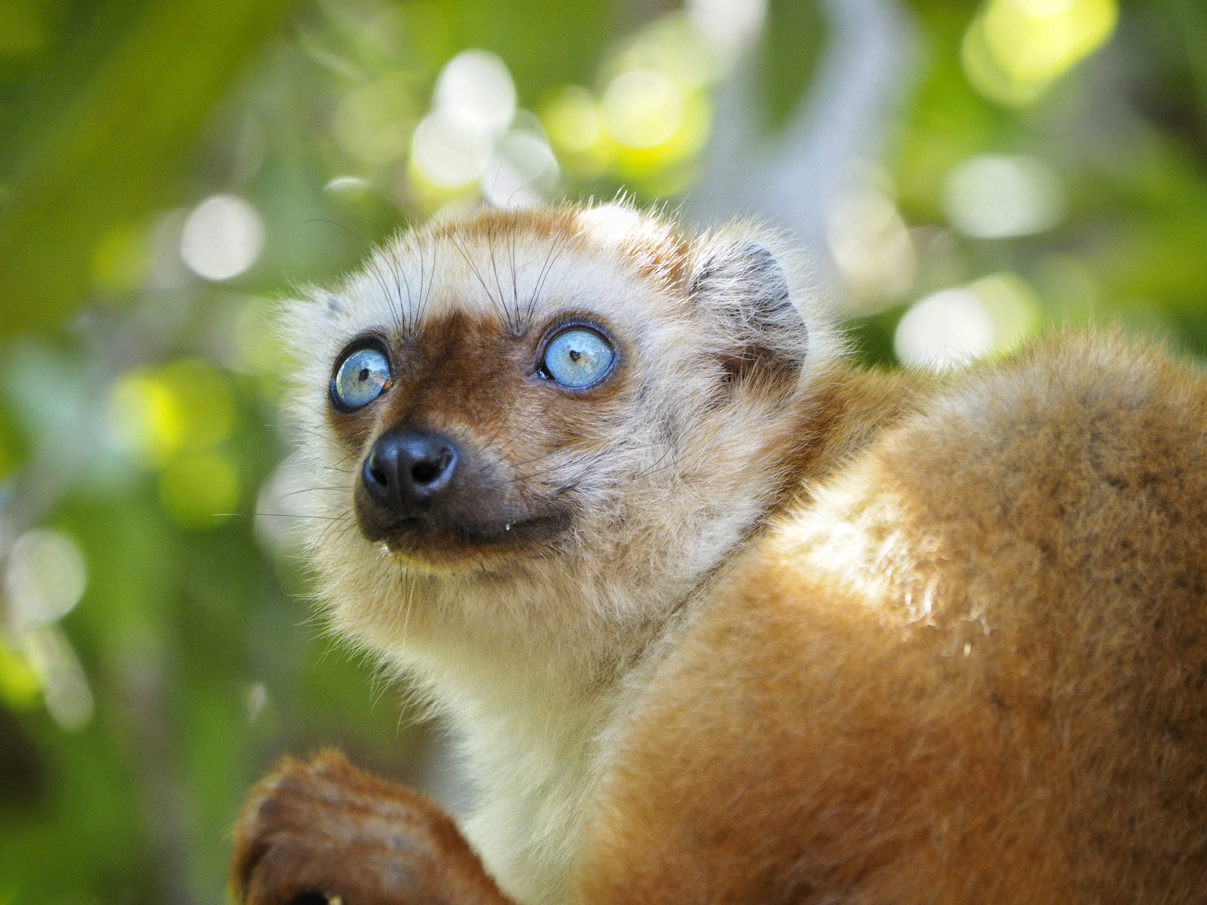 Blue eyed black lemurs at Bristol Zoo Project